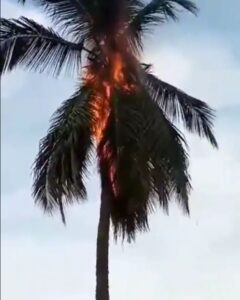 palm burn2